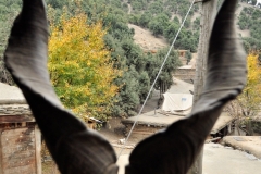 dronka4